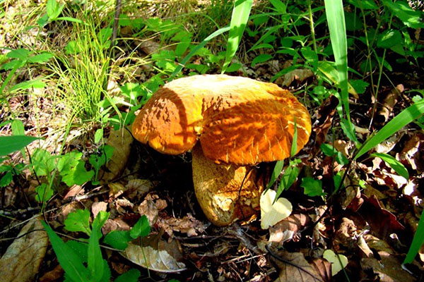 грибы Приморского края фото