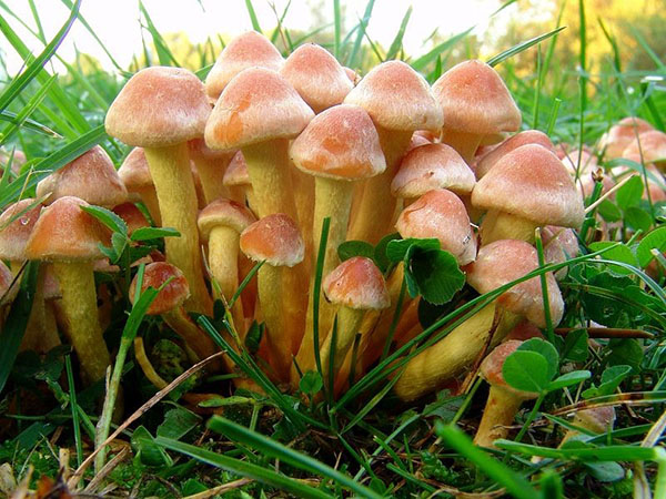 опасные грибы Приморского края