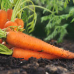 Как сохранить морковь на зиму: выбираем лучшие способы