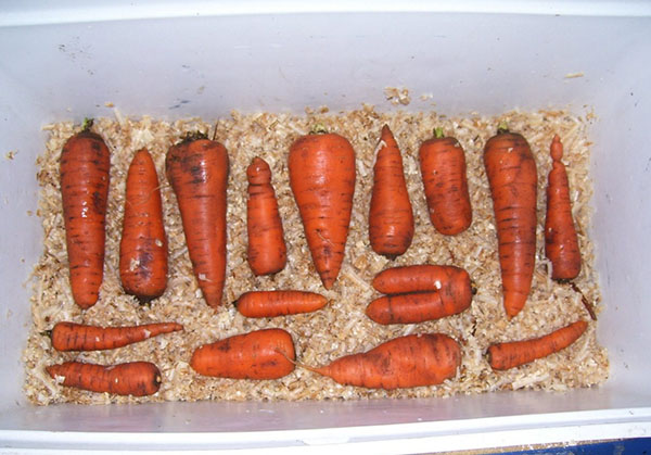 хранение моркови в опилках