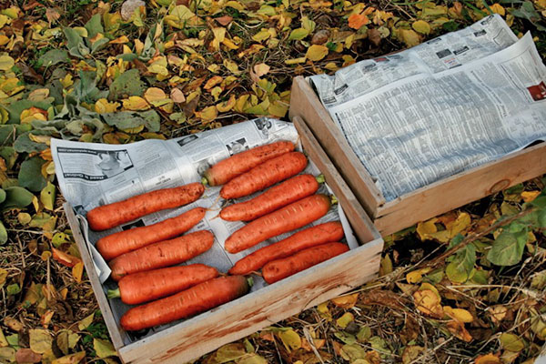 хранение моркови в газетах в ящике