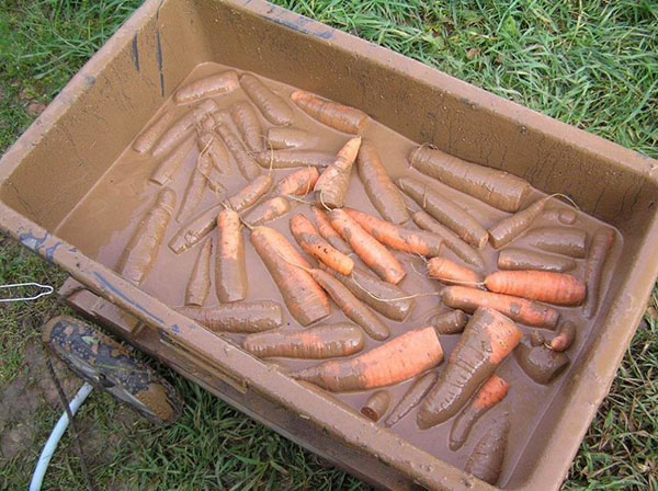 хранение моркови в глине